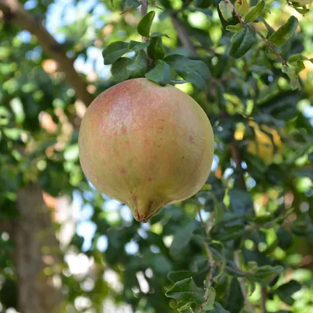 Traditional Village *