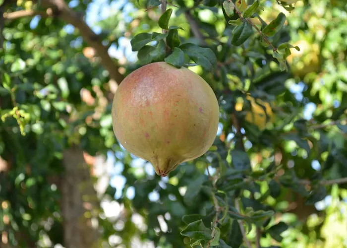 Traditional Village *